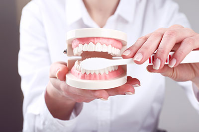 An individual holding a dental model with an open mouth, displaying teeth and gum details.